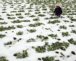 Умар Идрисов: мусульмане, помогите замерзающему Таджикистану