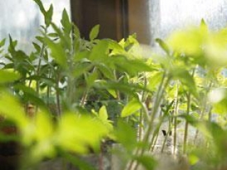 В Иране бывшие курильщики выращивают зелень в пепельницах