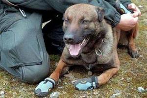 В Британии мусульман будут обыскивать обутые собаки
