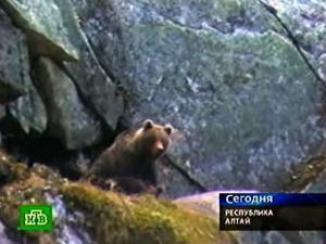 На Алтае введен комендантский час из-за нашествия медведей