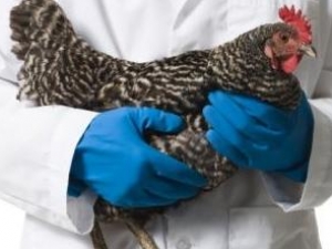 Накануне рамадана сибирская птицефабрика начала выпуск халяльных продуктов