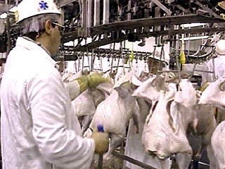 США грозят России из-за запрета ввоза ядовитого мяса птицы