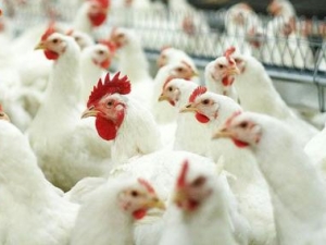 «Ставропольский бройлер» запустил выпуск халяльной продукции