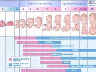 Планирование и наблюдение беременности. Консультация гинеколога.
