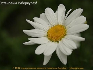 Белый цветок в обмен на милосердие