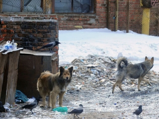 Два убитых младенца обнаружены за сутки в столице