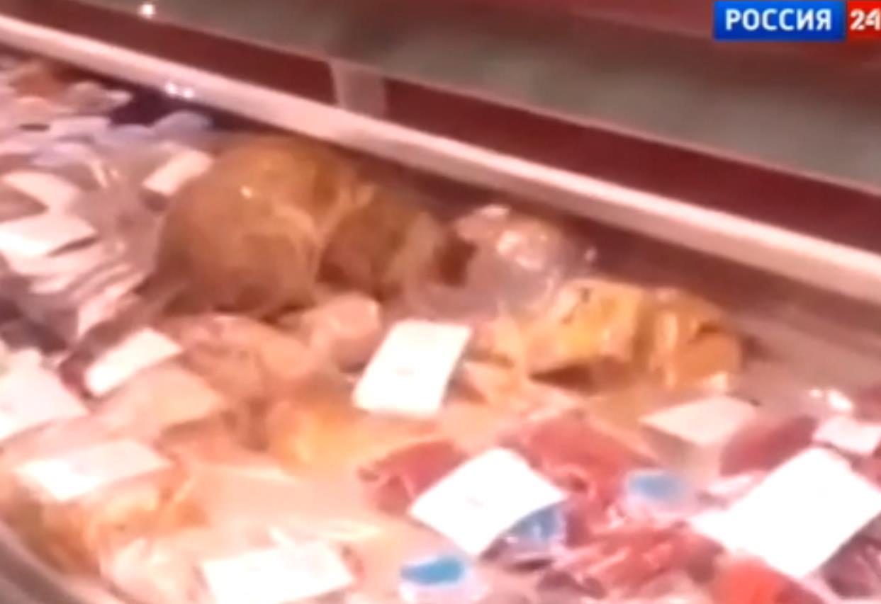Кот-герой из Владивостока покорил россиян