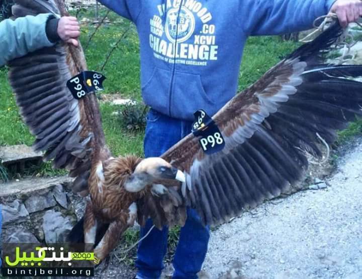 В Ливане задержали необычного израильского шпиона