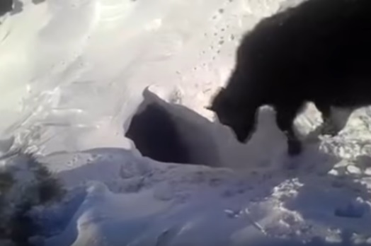 Пропавшие под снегом коровы в Казахстане напугали соцсети (ВИДЕО)