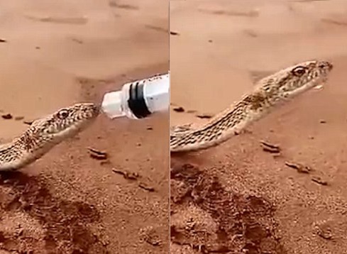 Змею, страдающую от жажды, напоили водой из бутылки в Саудовской Аравии