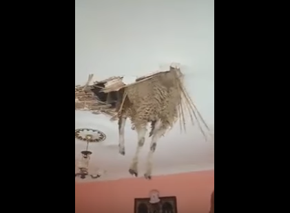 Жертвенный баран чуть не попал на стол живьем (ВИДЕО)