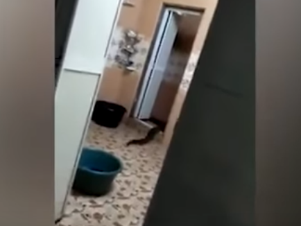 Неведомая тварь вылезла из унитаза в одном из домов Малайзии (ВИДЕО)