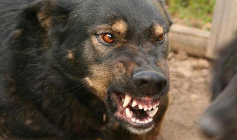 В Дагестане собаки растерзали пропавшего малыша