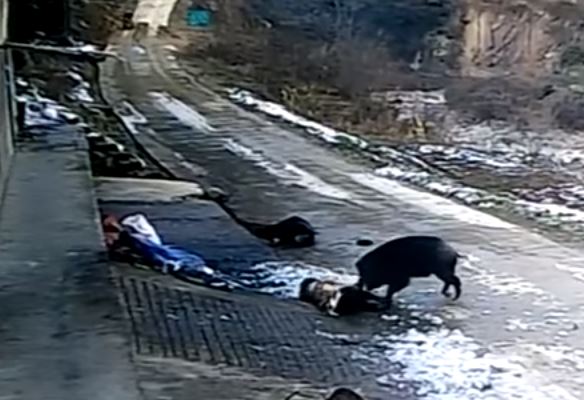 Жуткую расправу кабана над людьми сняли камеры наблюдения (ВИДЕО)