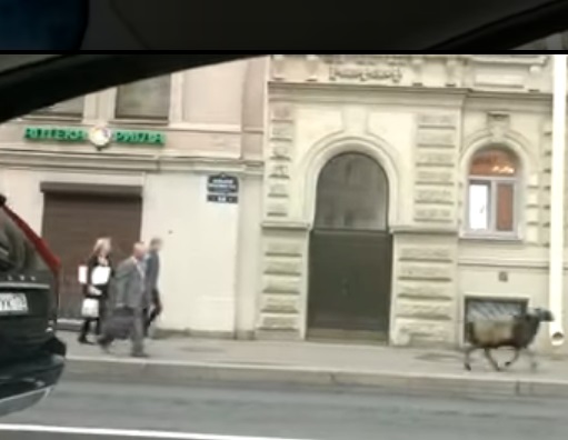 Бегущий к мечети баран наделал шума в Петербурге (ВИДЕО)